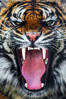 40X60 GLASS W/FOIL ROARING TIGER